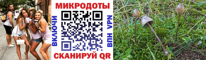 Псилоцибиновые грибы Psilocybe хочу Кунгур